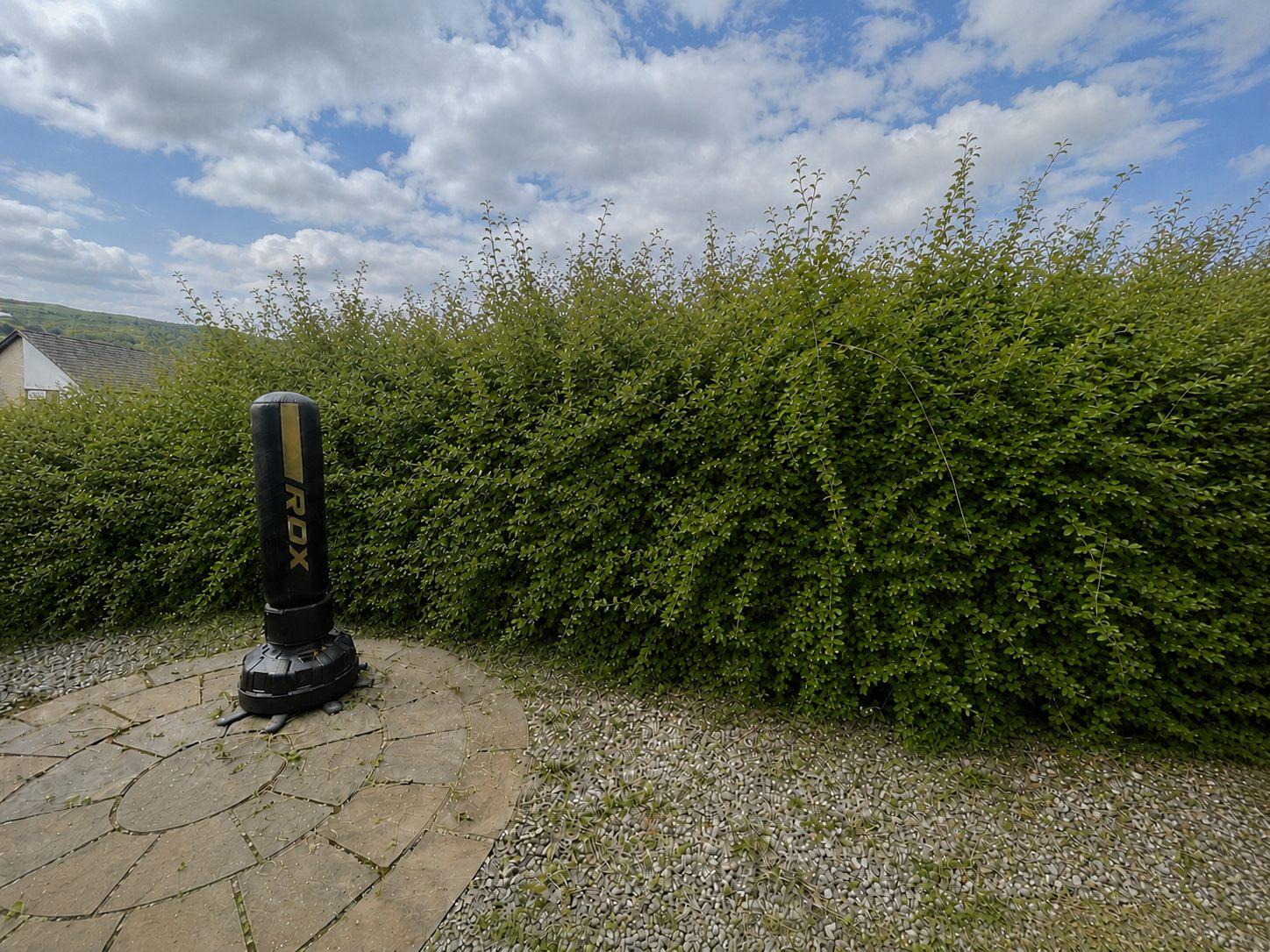 Overgrown mature boundary hedge before HedgeBros restoration work