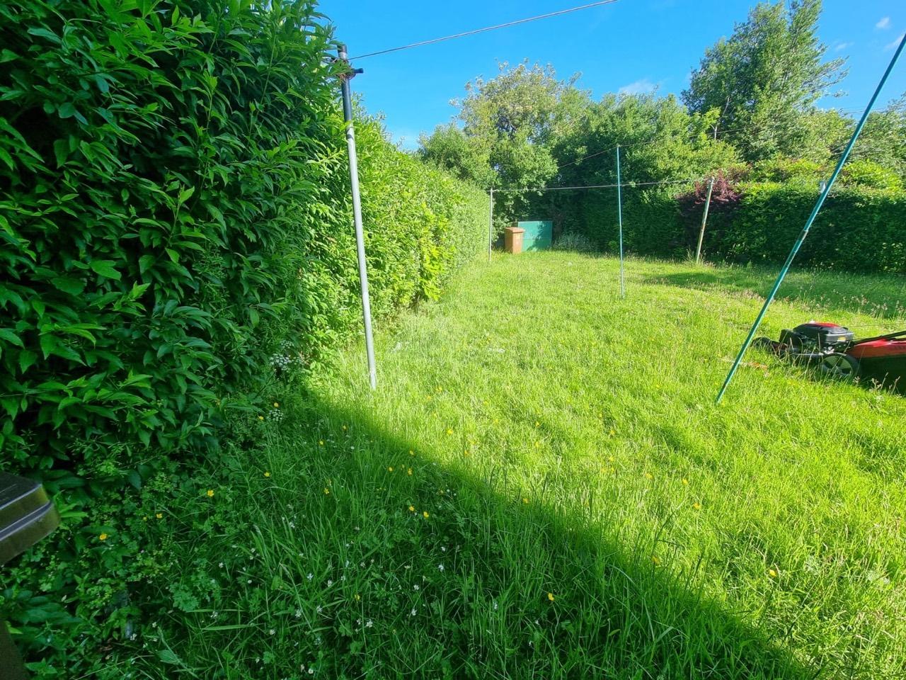 Overgrown rear lawn before HedgeBros garden restoration in Partick West End